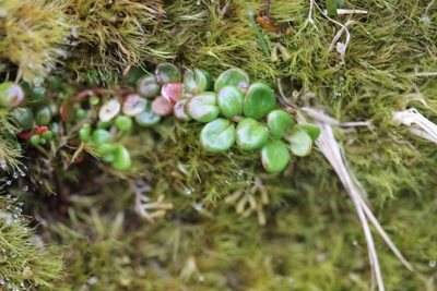 Epilobium pernitens, photographed by Joe Dillon