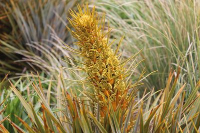 Aciphylla colensoi, photographed by Joe Dillon
