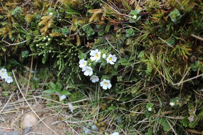 Euphrasia drucei, photographed by Joe Dillon