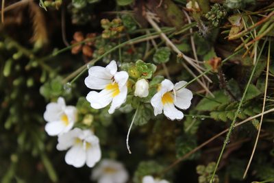 Euphrasia drucei, photographed by Joe Dillon