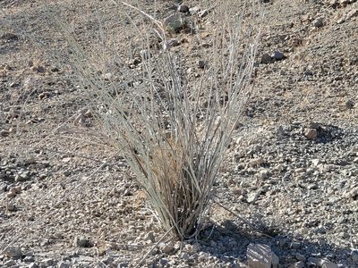 Asclepias albicans, photographed by Bob Miller