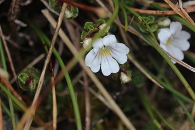 Euphrasia drucei, photographed by Joe Dillon