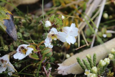 Euphrasia drucei, photographed by Joe Dillon
