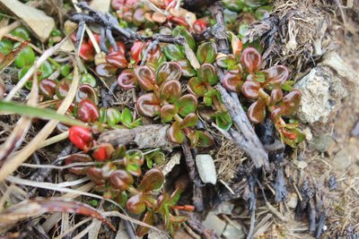 Epilobium pernitens, photographed by Joe Dillon