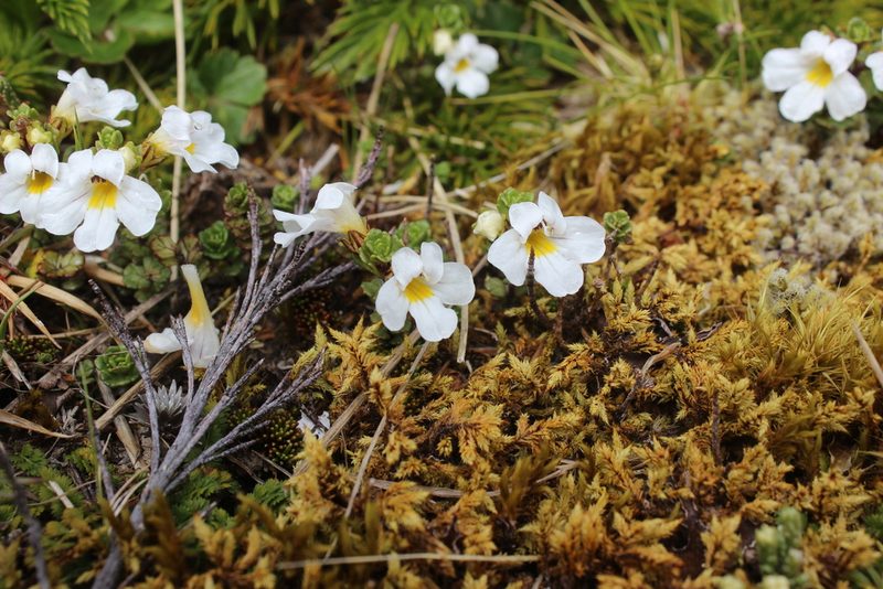 Euphrasia drucei, photographed by Joe Dillon