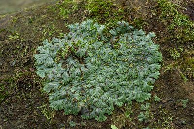 Marchantia pinnata, photographed by 國立臺灣博物館