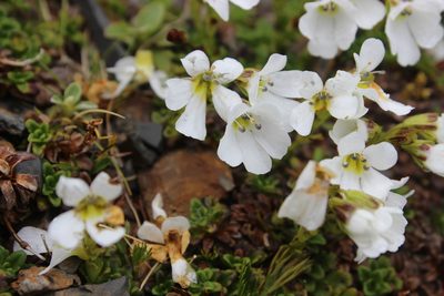 Ourisia caespitosa, photographed by Joe Dillon