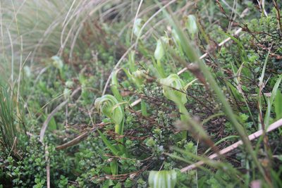 Pterostylis patens, photographed by Joe Dillon