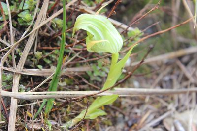 Pterostylis patens, photographed by Joe Dillon