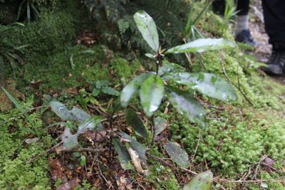 Alseuosmia pusilla, photographed by Joe Dillon