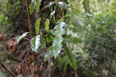 Raukaua edgerleyi, photographed by Joe Dillon