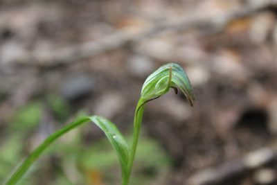 Pterostylis graminea, photographed by Joe Dillon