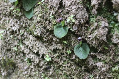 Corybas oblongus, photographed by Joe Dillon