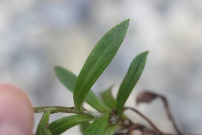 Anaphalioides trinervis, photographed by Joe Dillon