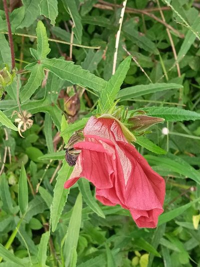 Abelmoschus sagittifolius, photographed by Emily Abrego