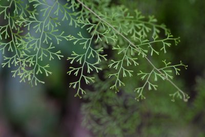 Odontosoria schlechtendalii, photographed by Daniel McNair