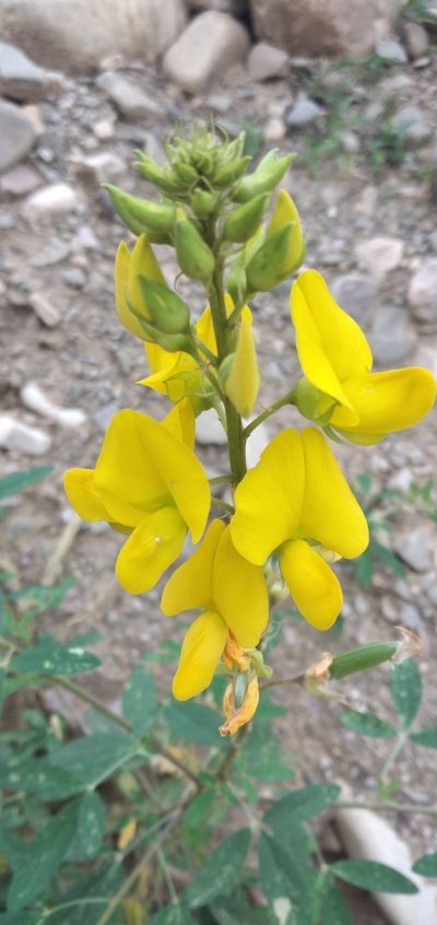 Crotalaria micans, photographed by Fede y Vani