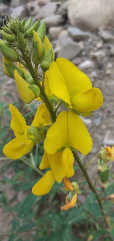 Crotalaria micans, photographed by Fede y Vani