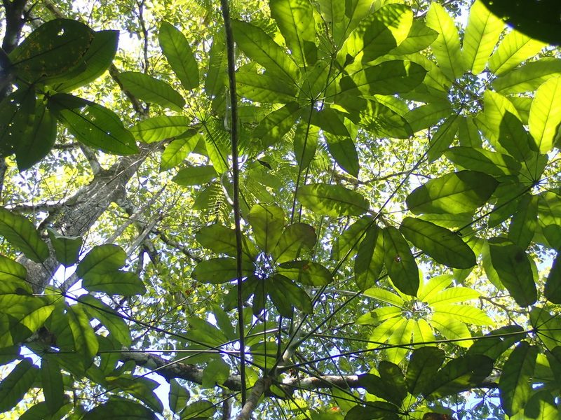 Didymopanax morototoni, photographed by keesgroenendijk