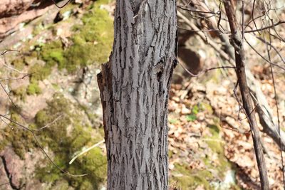 Juglans cinerea, photographed by Henry "Nick" Robertson