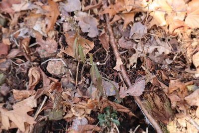 Solidago caesia, photographed by Henry "Nick" Robertson