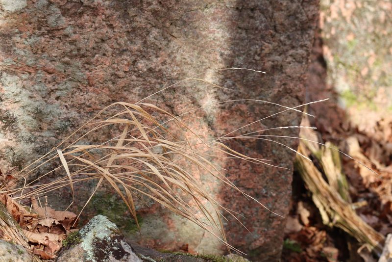 Patis racemosa, photographed by Henry "Nick" Robertson