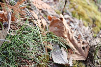 Equisetum scirpoides, photographed by Henry "Nick" Robertson