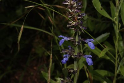 Salvia longispicata, photographed by alejandrozab