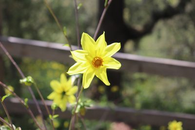 Dahlia coccinea, photographed by alejandrozab
