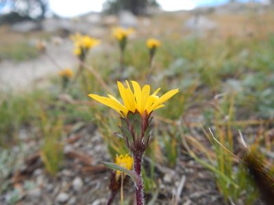 Pyrrocoma apargioides, photographed by Matt Lavin