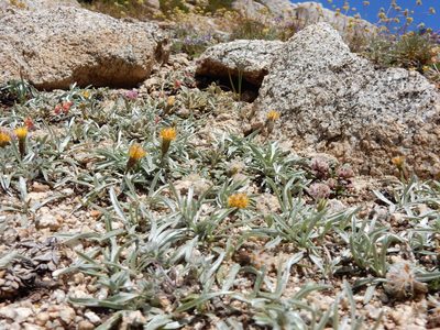 Raillardella argentea, photographed by Matt Lavin