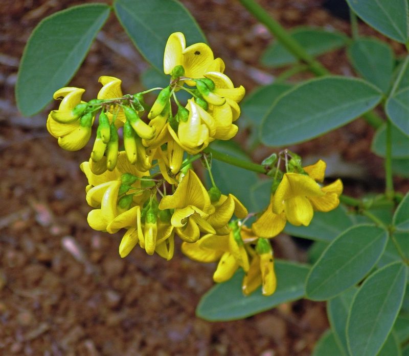 Poiretia latifolia, photographed by Hugo Hulsberg