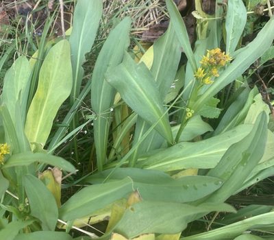 Solidago sempervirens, photographed by scaup