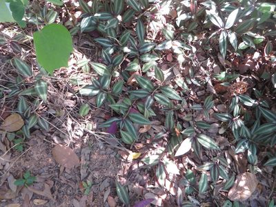 Tradescantia zebrina, photographed by Ben Machado