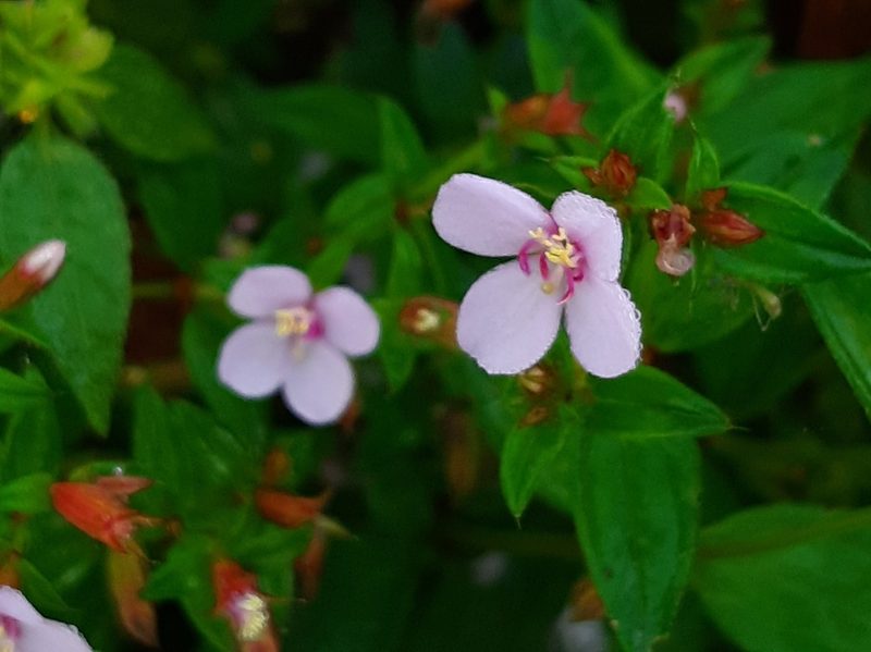 Schwackaea cupheoides, photographed by Francis Pérez