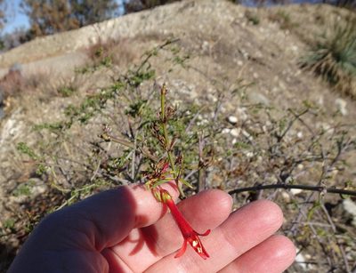 Keckiella ternata, photographed by Heather Dawnstar Sabin