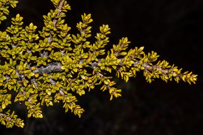 Coprosma fowerakeri, photographed by Carey_Knox_Southern_Scales