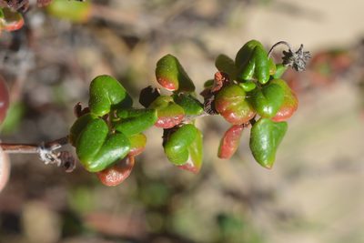 Eriogonum parvifolium, photographed by Cricket Raspet
