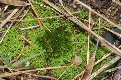 Tortella humilis, photographed by Michelle W. （鍾偉瑋）