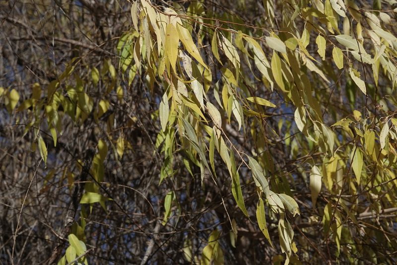 Salix amygdaloides, photographed by Colin Croft