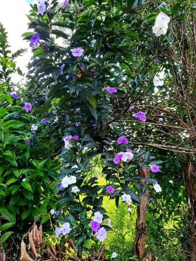 Brunfelsia pauciflora, photographed by Joel Trejos