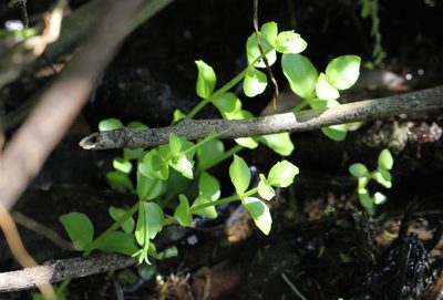 Lindernia rotundifolia, photographed by Agnes Trekker