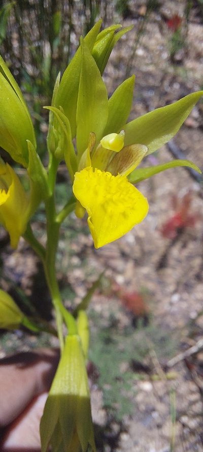 Eulophia litoralis, photographed by sharndreheuvel
