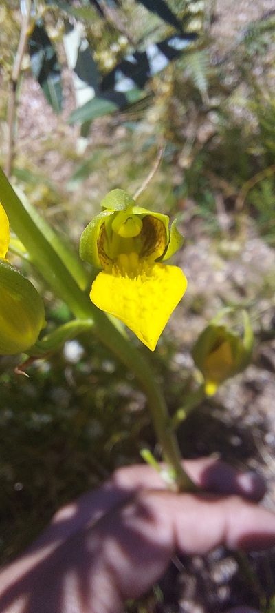 Eulophia litoralis, photographed by sharndreheuvel