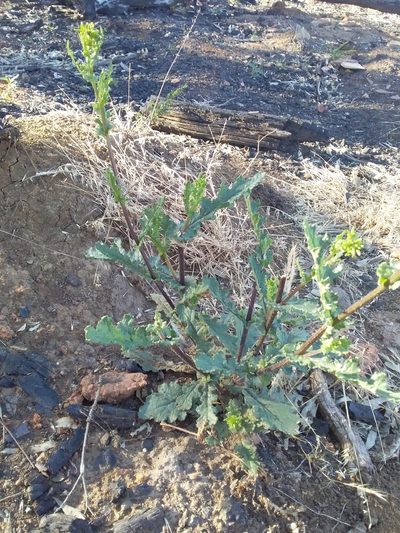 Senecio picridioides, photographed by insiderelic