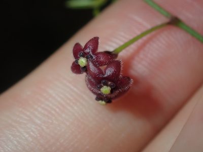 Vincetoxicum barbatum, photographed by Thomas Mesaglio
