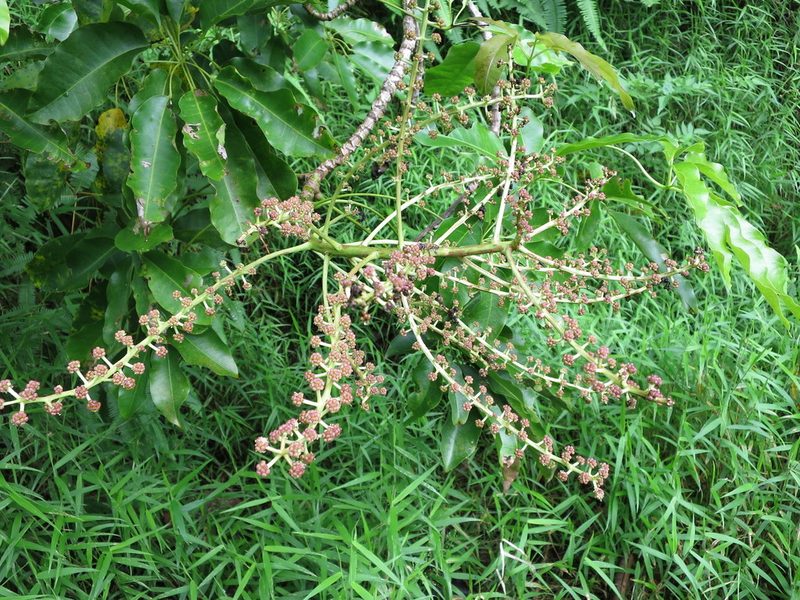 Astropanax mannii, photographed by Ricardo Lima