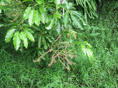 Astropanax mannii, photographed by Ricardo Lima