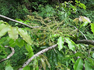 Astropanax mannii, photographed by Ricardo Lima