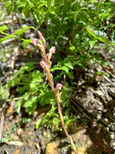 Satyrium ligulatum, photographed by Christiaan Viljoen